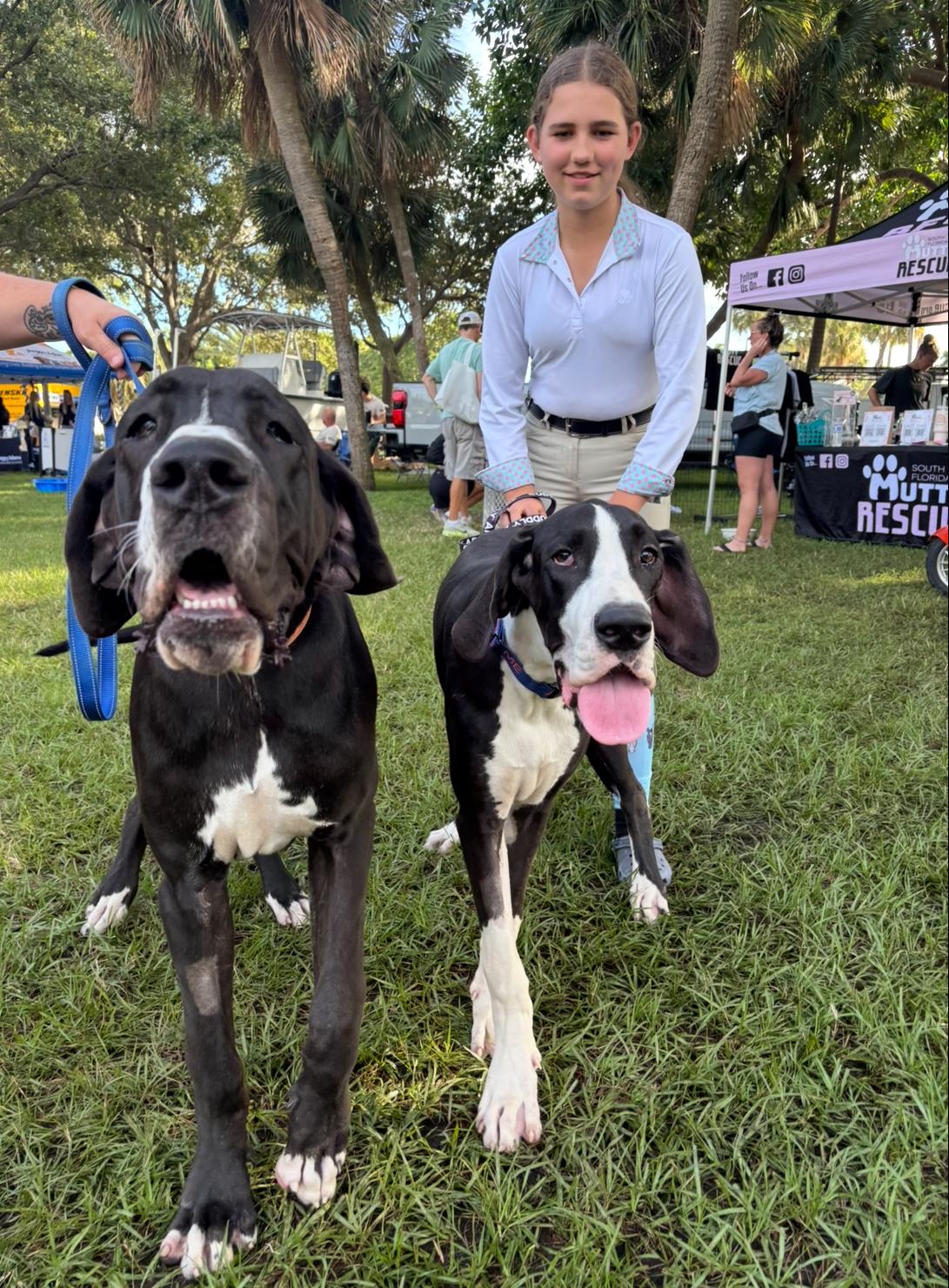 Enlarge Kash, a Adoptable Great Dane in Palm springs, FL image 2/2