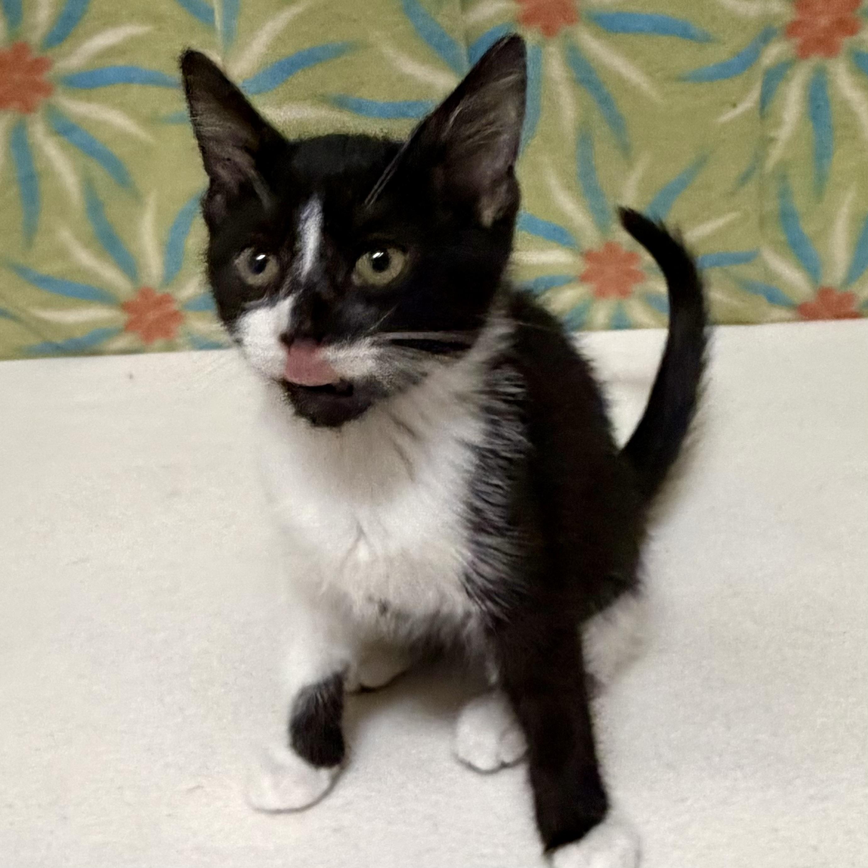 Enlarge Checkers, an adoptable mixed breed in Libertyville, IL image 3/3