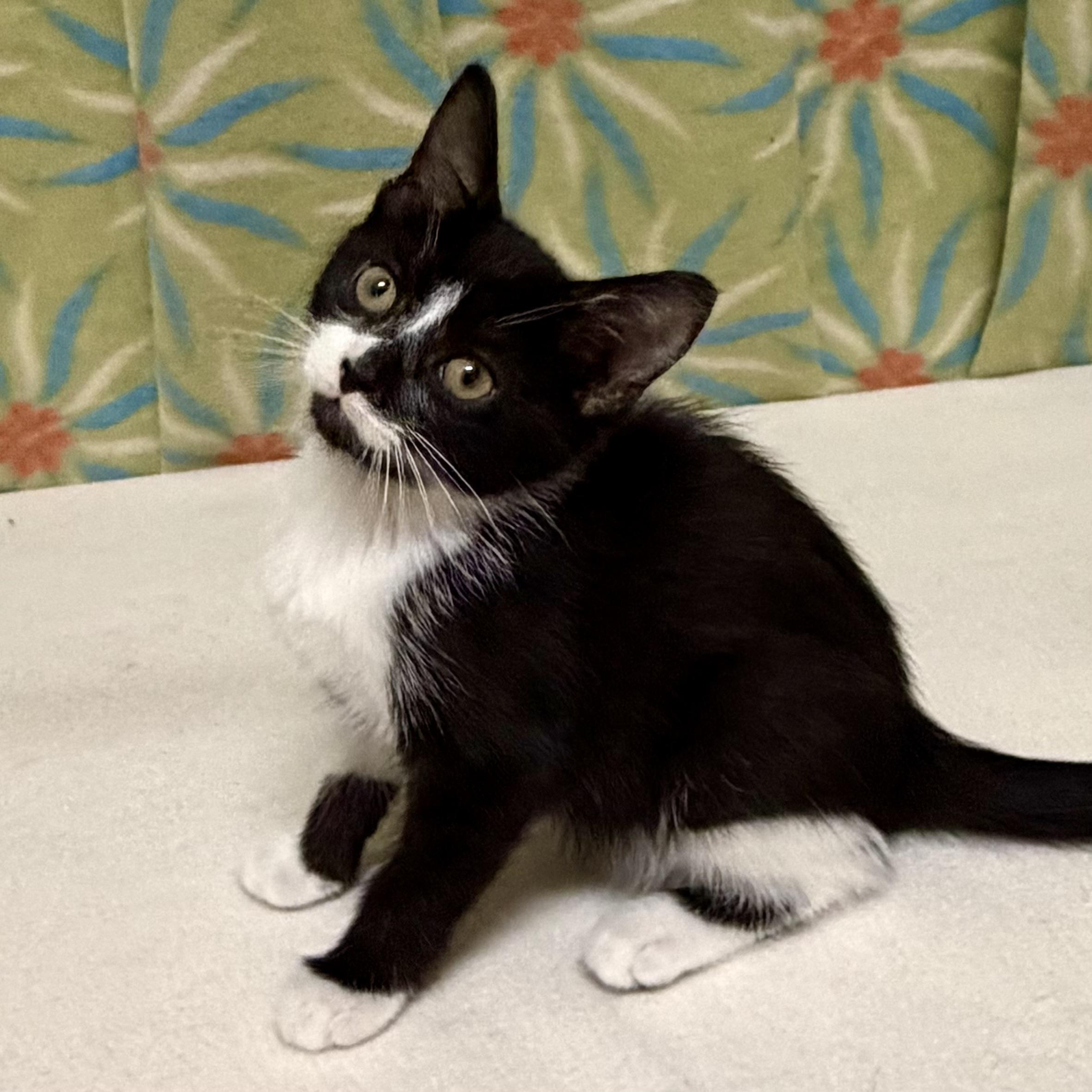 Checkers, adoptable, Kitten Male Domestic Short Hair.