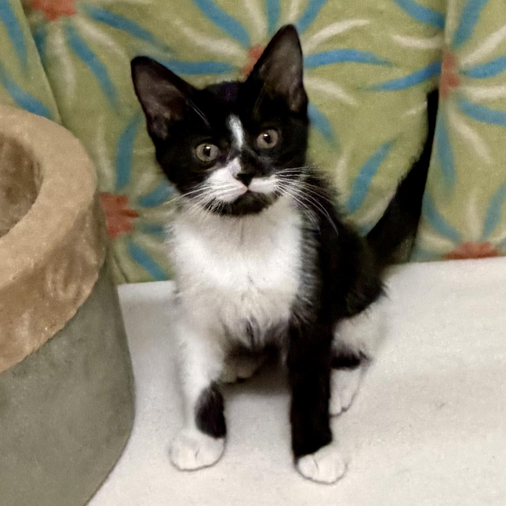 Enlarge Checkers, an adoptable mixed breed in Libertyville, IL image 2/3
