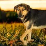 Fanta, a Adoptable mixed breed in Tupelo, MS image 3/6
