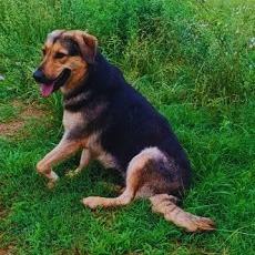 Fanta, a Adoptable mixed breed in Tupelo, MS image 1/6