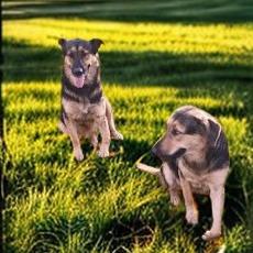 Fanta, a Adoptable mixed breed in Tupelo, MS image 4/6