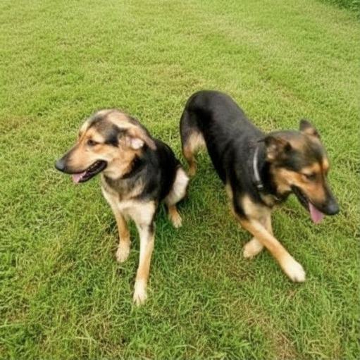 Fanta, a Adoptable mixed breed in Tupelo, MS image 5/6