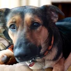 Fanta, a Adoptable mixed breed in Tupelo, MS image 6/6