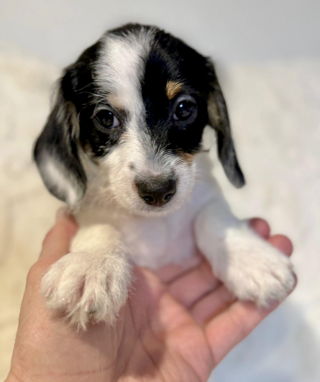 Enlarge Monte, an adopted mixed breed in Hales corners, WI image 1/3