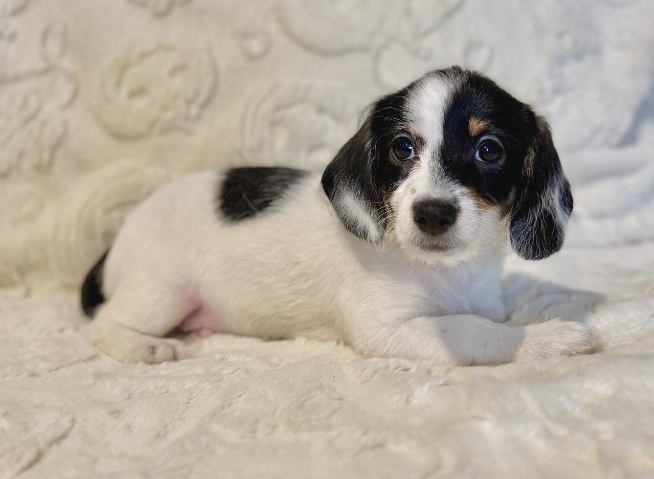 Enlarge Monte, an adopted mixed breed in Hales corners, WI image 2/3