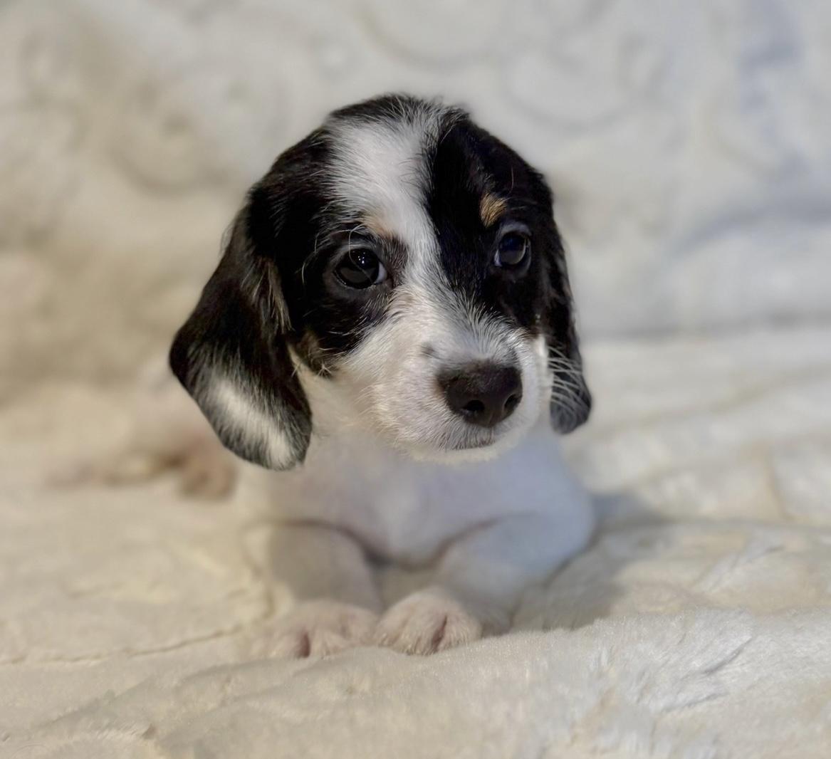 Enlarge Monte, an adopted mixed breed in Hales corners, WI image 3/3