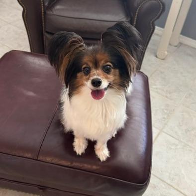 Coco, Adoptable, Adult Female Papillon.