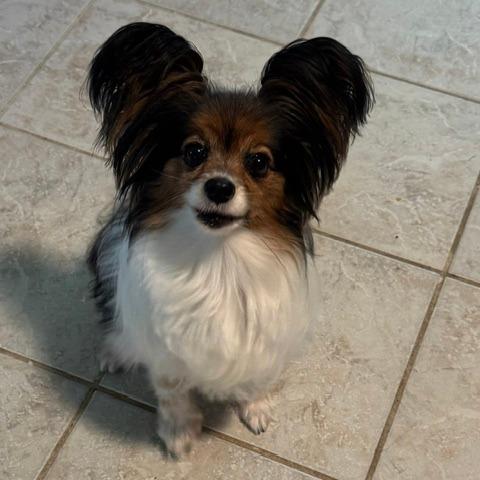 Enlarge Coco, a Adoptable Papillon in Jacksonville, FL image 2/4