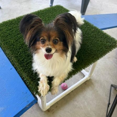 Enlarge Coco, a Adoptable Papillon in Jacksonville, FL image 3/4