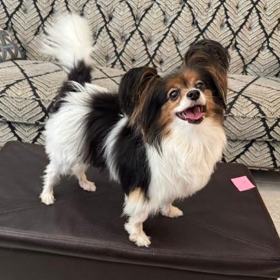 Enlarge Coco, a Adoptable Papillon in Jacksonville, FL image 4/4