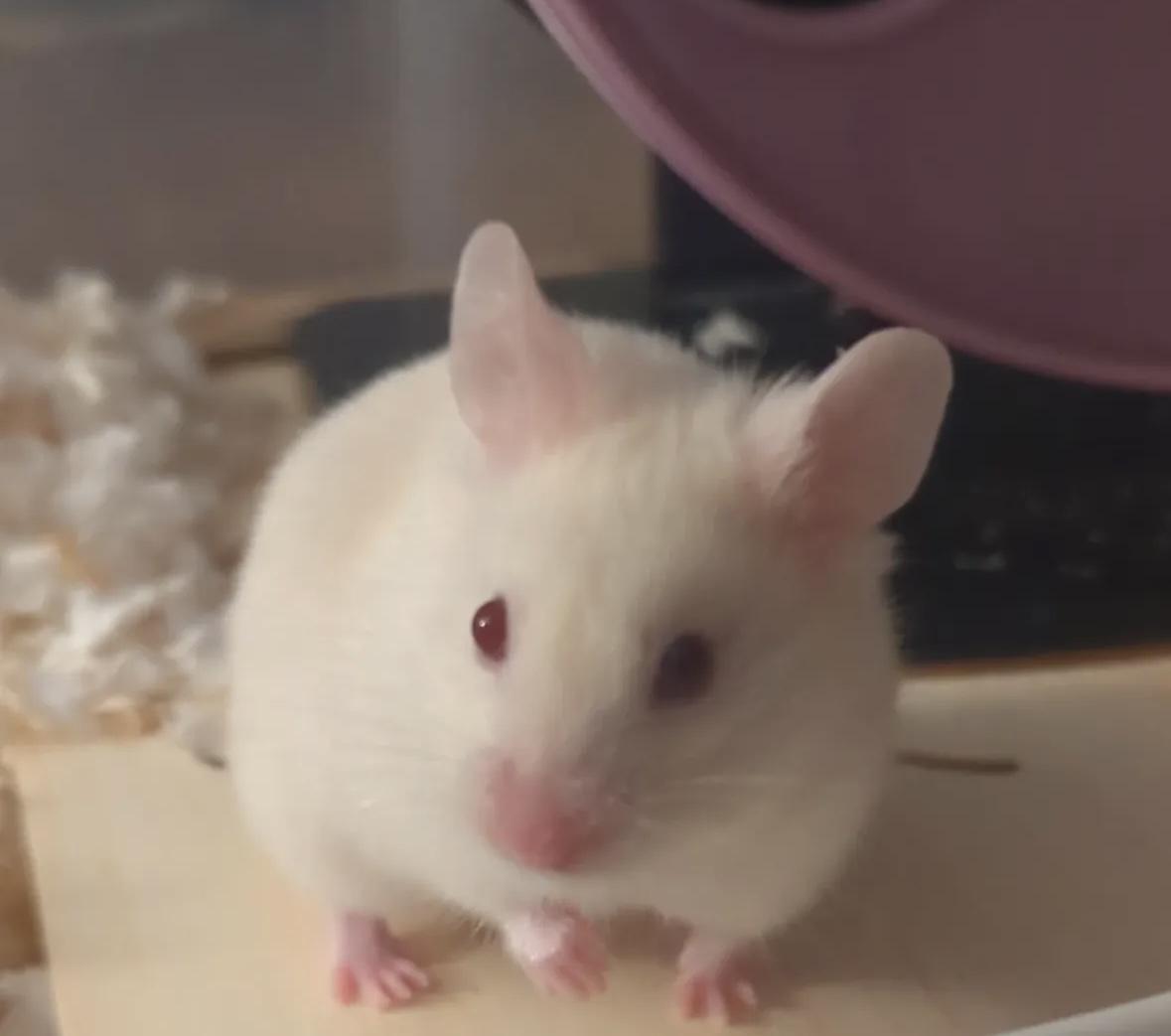 Pegasus, Adoptable, Baby Female Hamster & Dwarf Hamster.