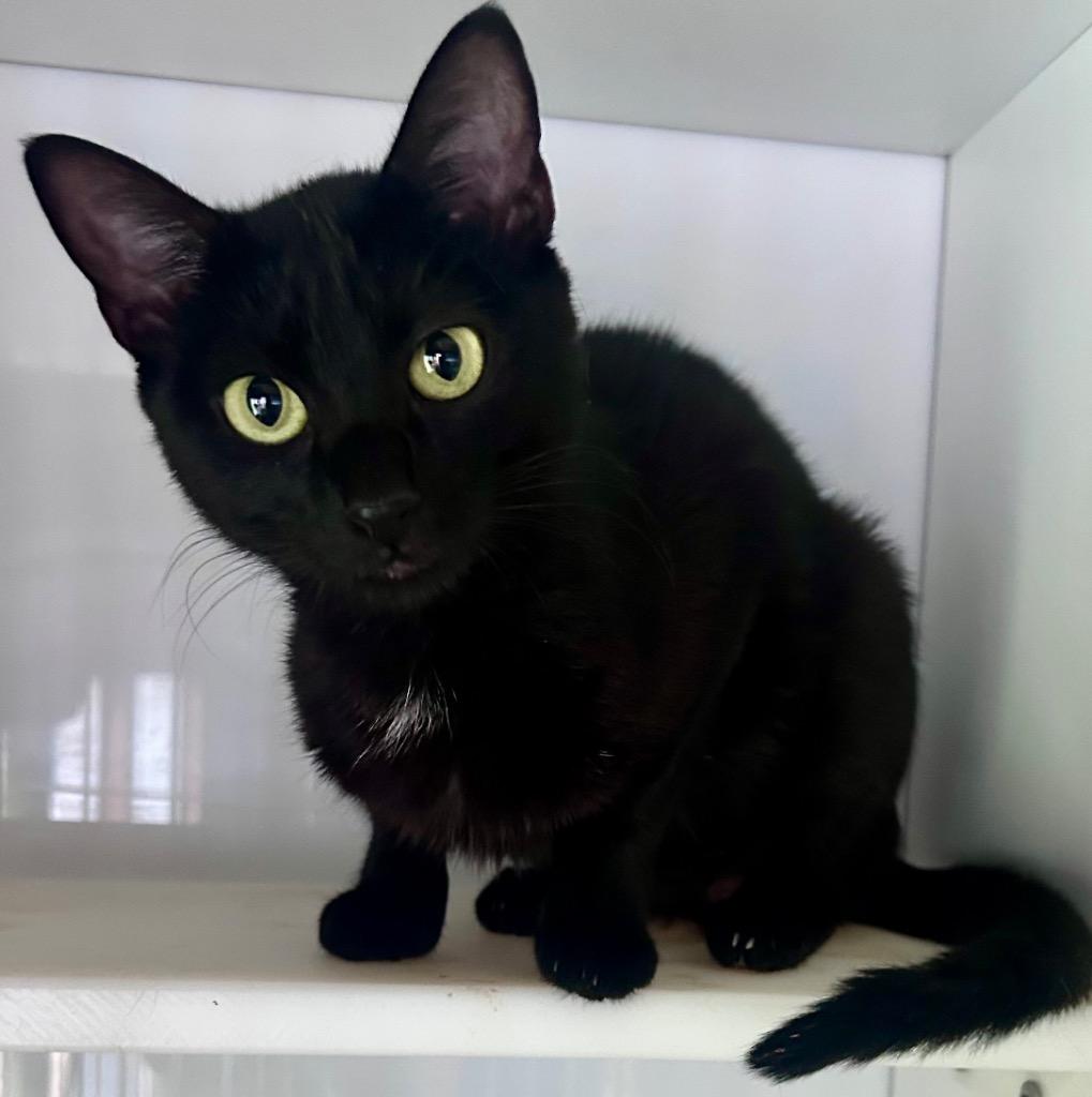 Enlarge Mochi, a Adoptable mixed breed in Cumming, GA image 1/1