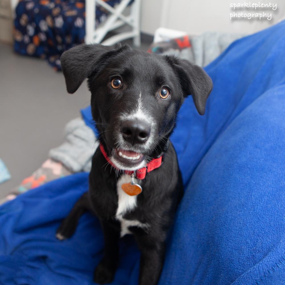 Monopoly, an adopted Mixed Breed in Ridgefield, CT image 1/2