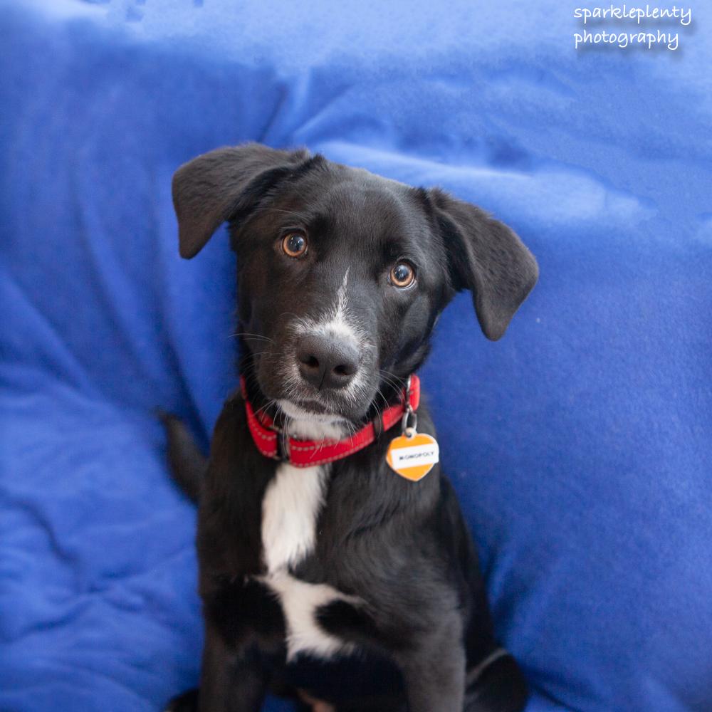 Monopoly, an adopted Mixed Breed in Ridgefield, CT image 2/2