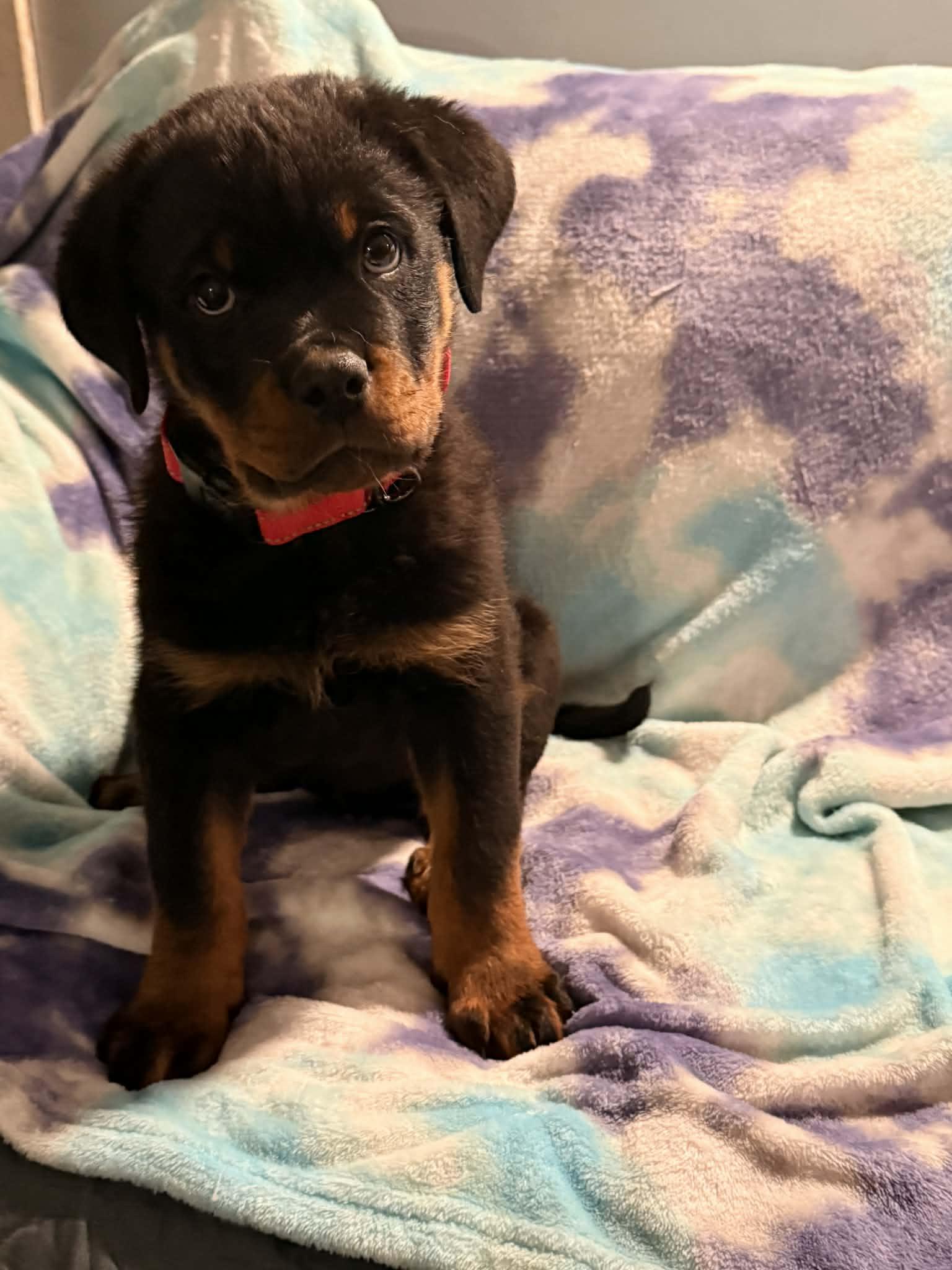 Sauer, adopted, Puppy Male Rottweiler.