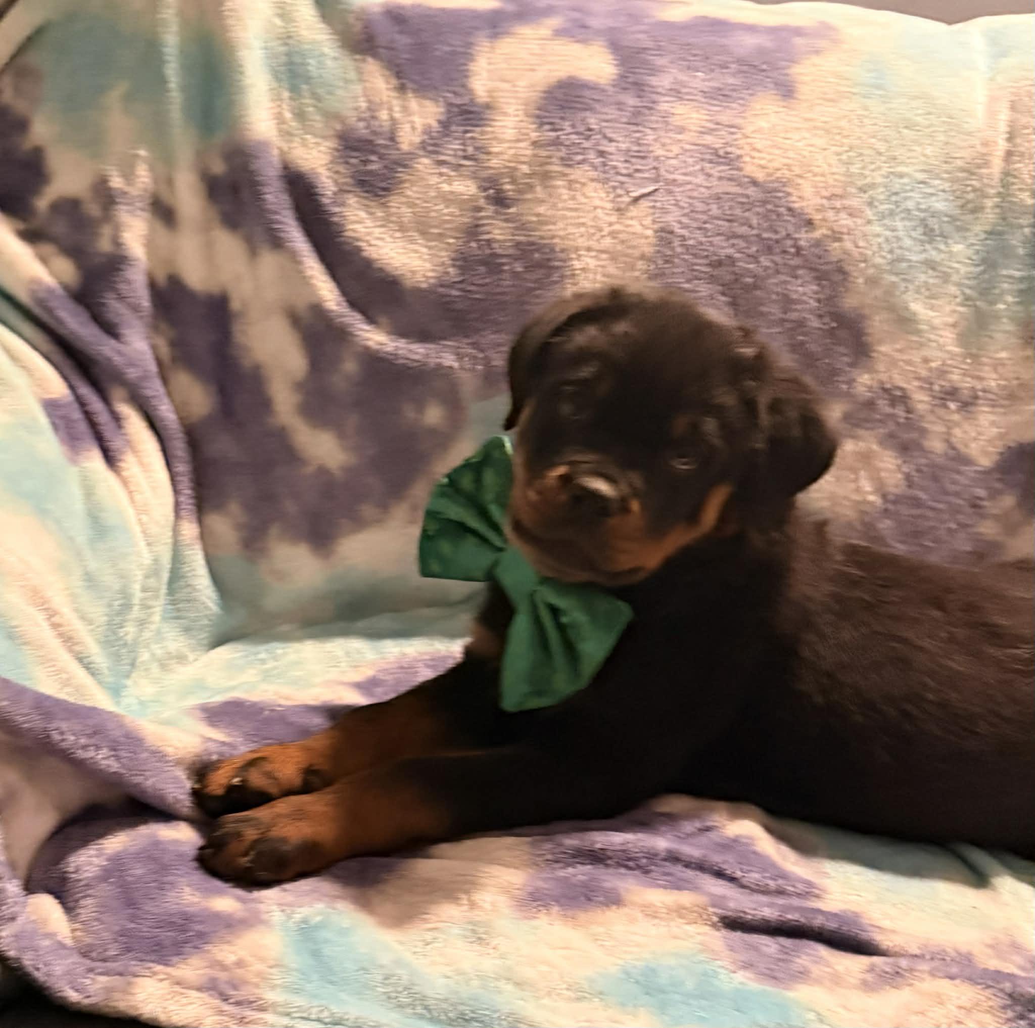 Enlarge Sauer, an adopted Rottweiler in Binghamton, NY image 3/3