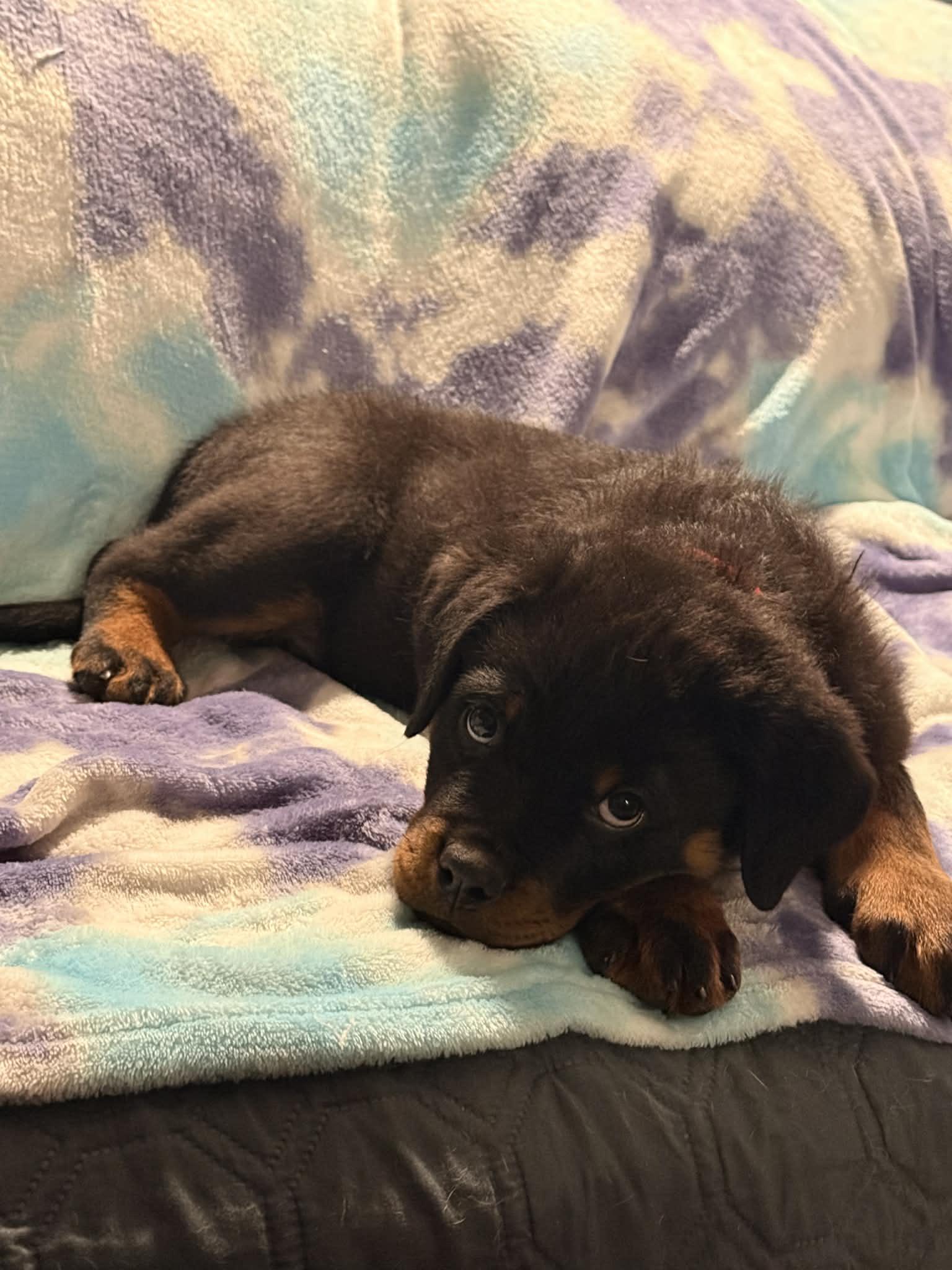 Enlarge Sauer, an adopted Rottweiler in Binghamton, NY image 2/3