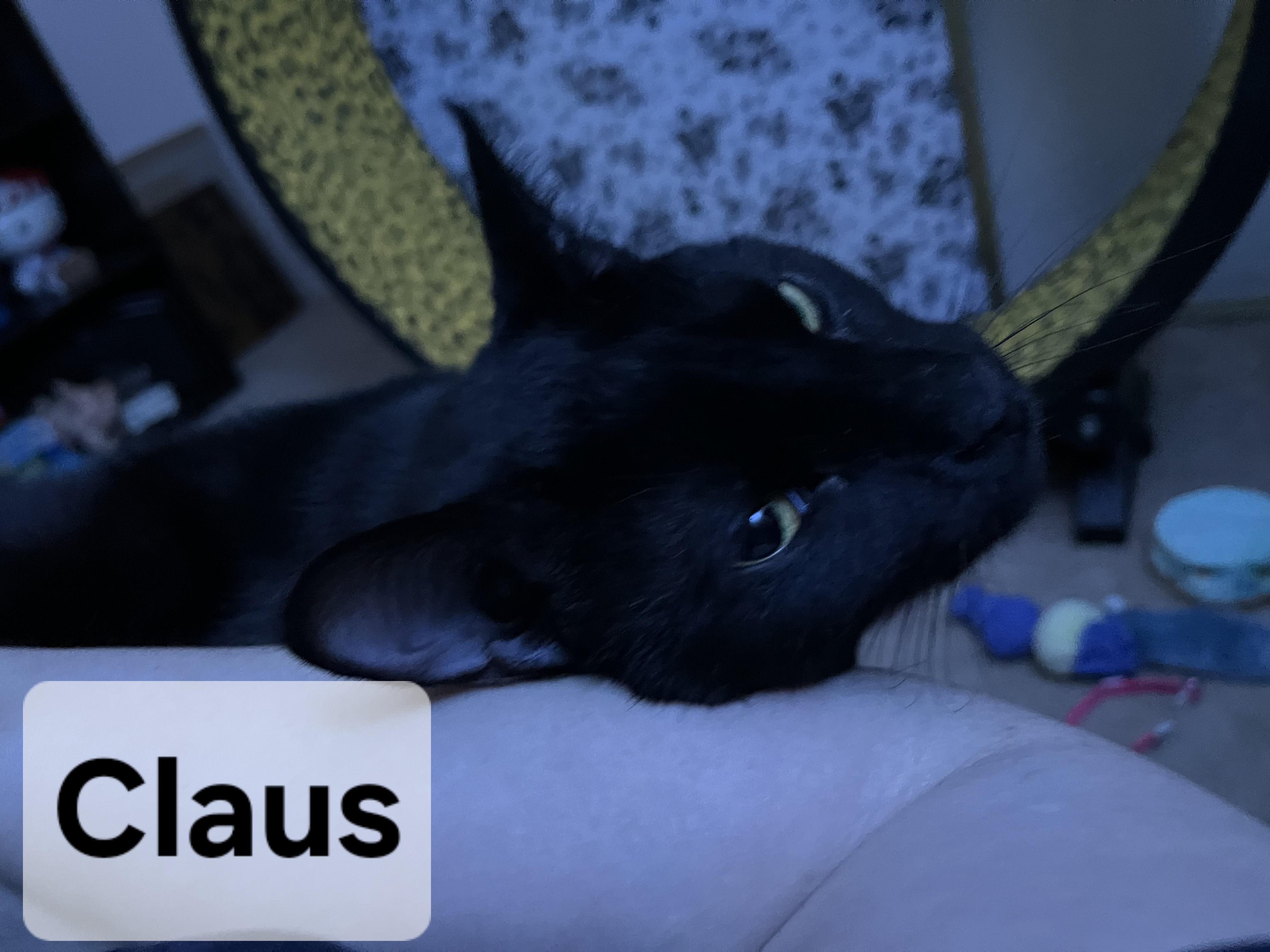 Claus, a Adoptable mixed breed in Albuquerque, NM image 6/6