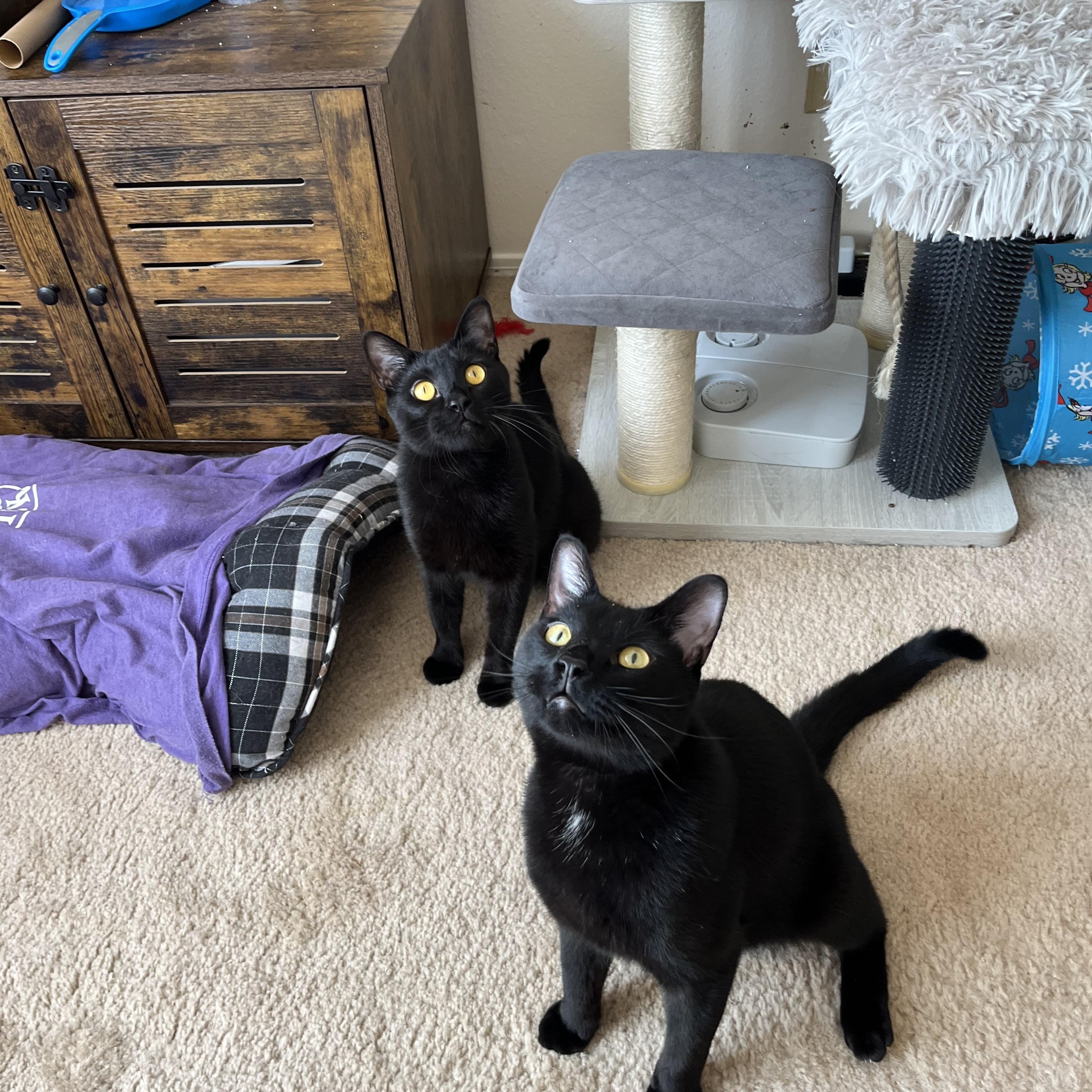 Claus, a Adoptable mixed breed in Albuquerque, NM image 5/6