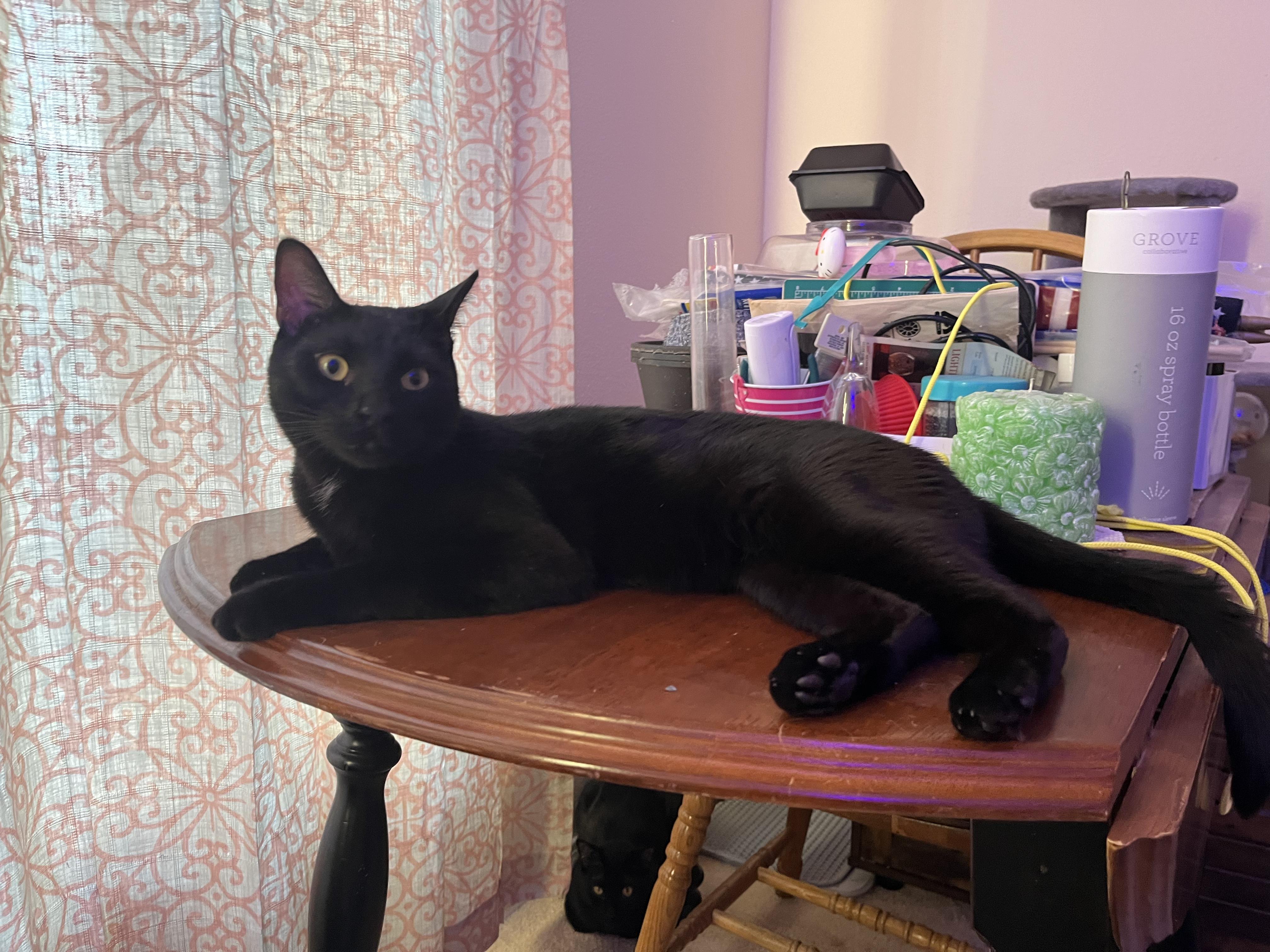 Claus, a Adoptable mixed breed in Albuquerque, NM image 1/6