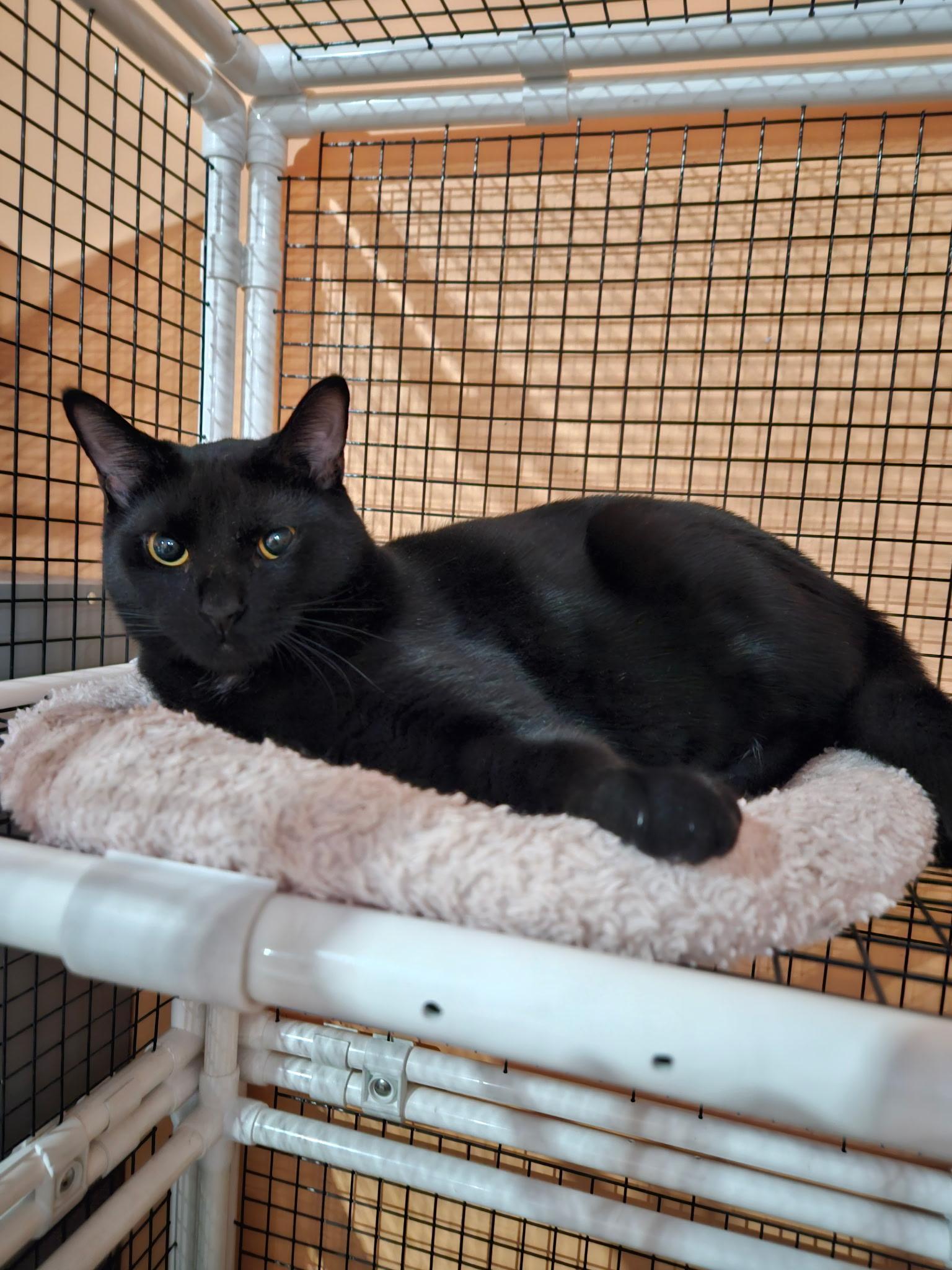 Claus, a Adoptable mixed breed in Albuquerque, NM image 4/6