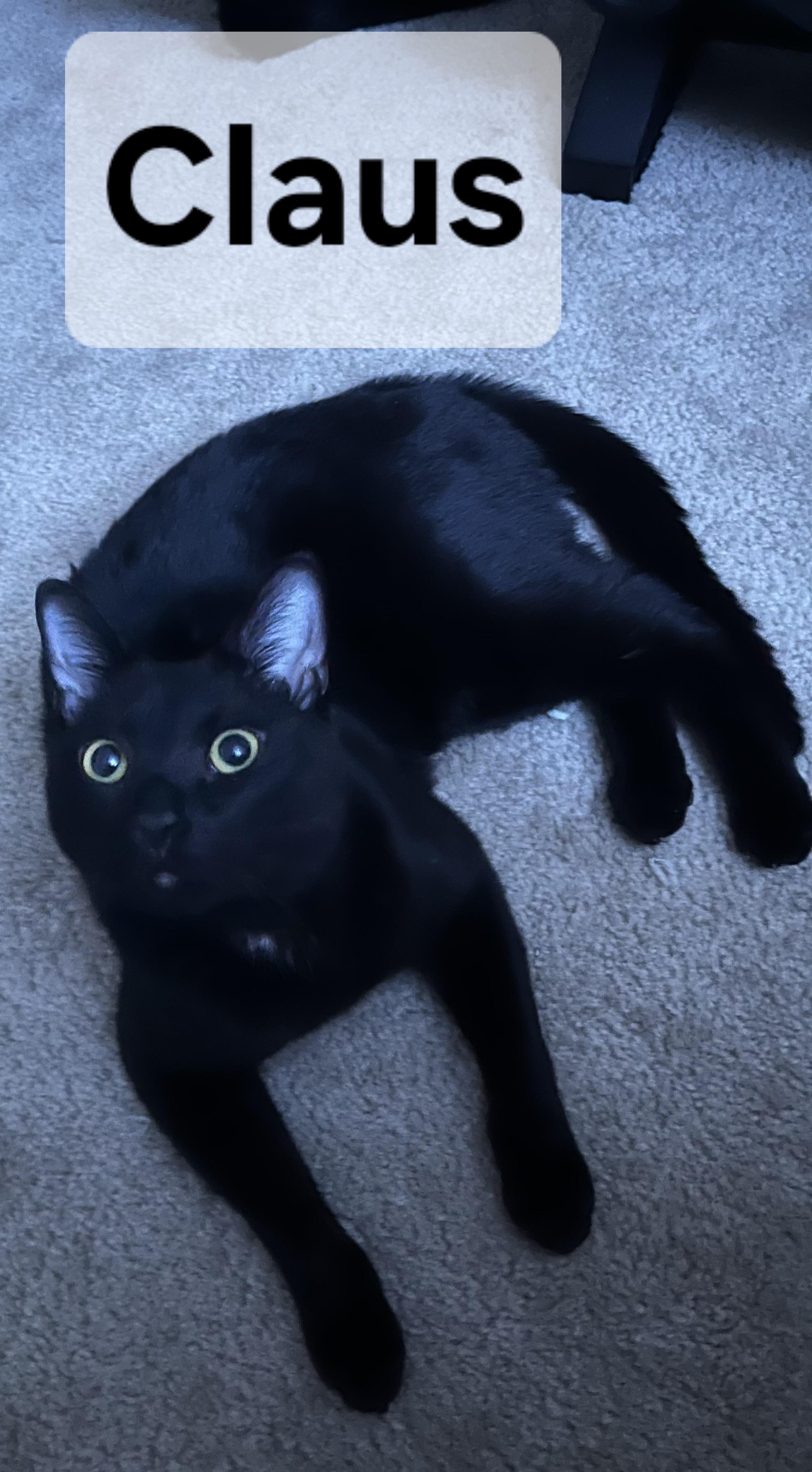 Claus, a Adoptable mixed breed in Albuquerque, NM image 3/6