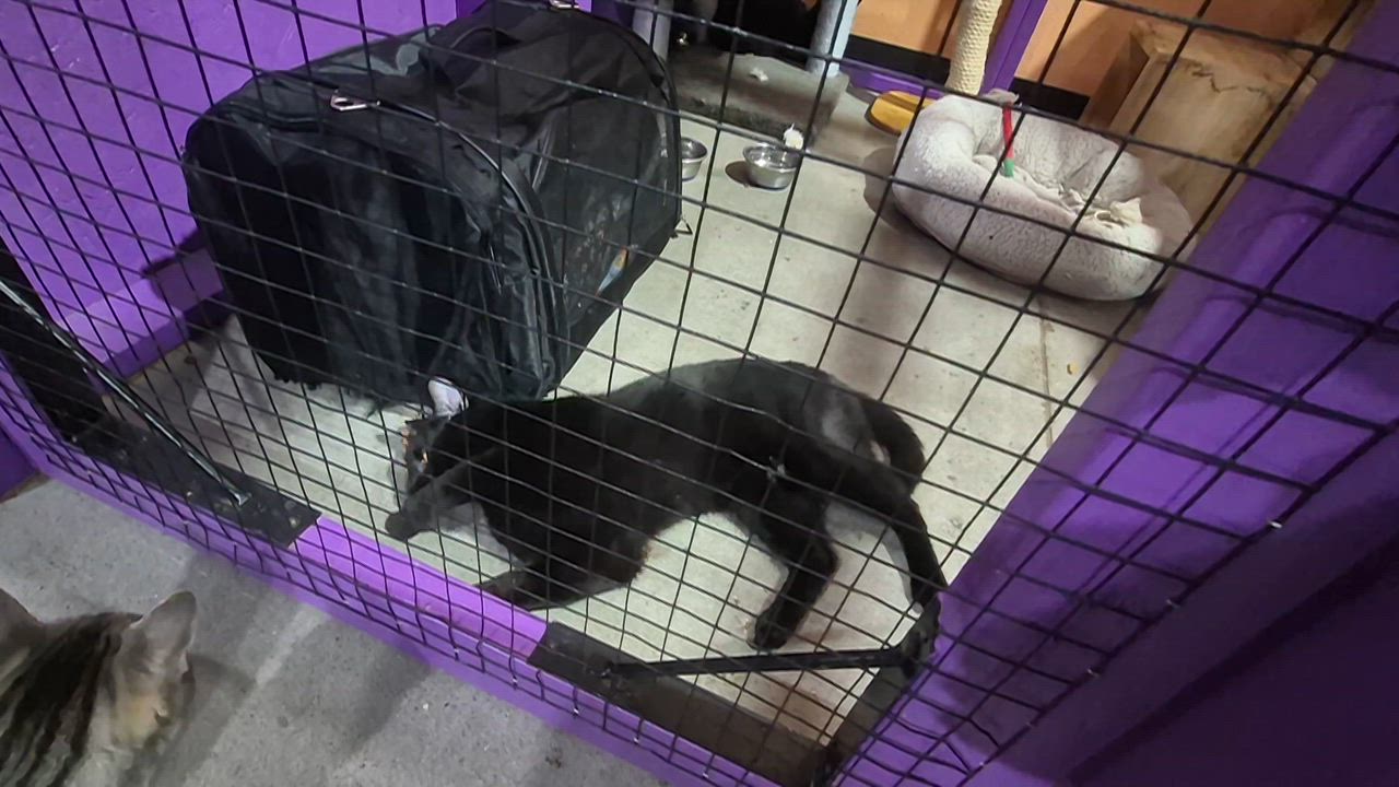 Enlarge Claus, a Adoptable mixed breed in Albuquerque, NM video 2/6