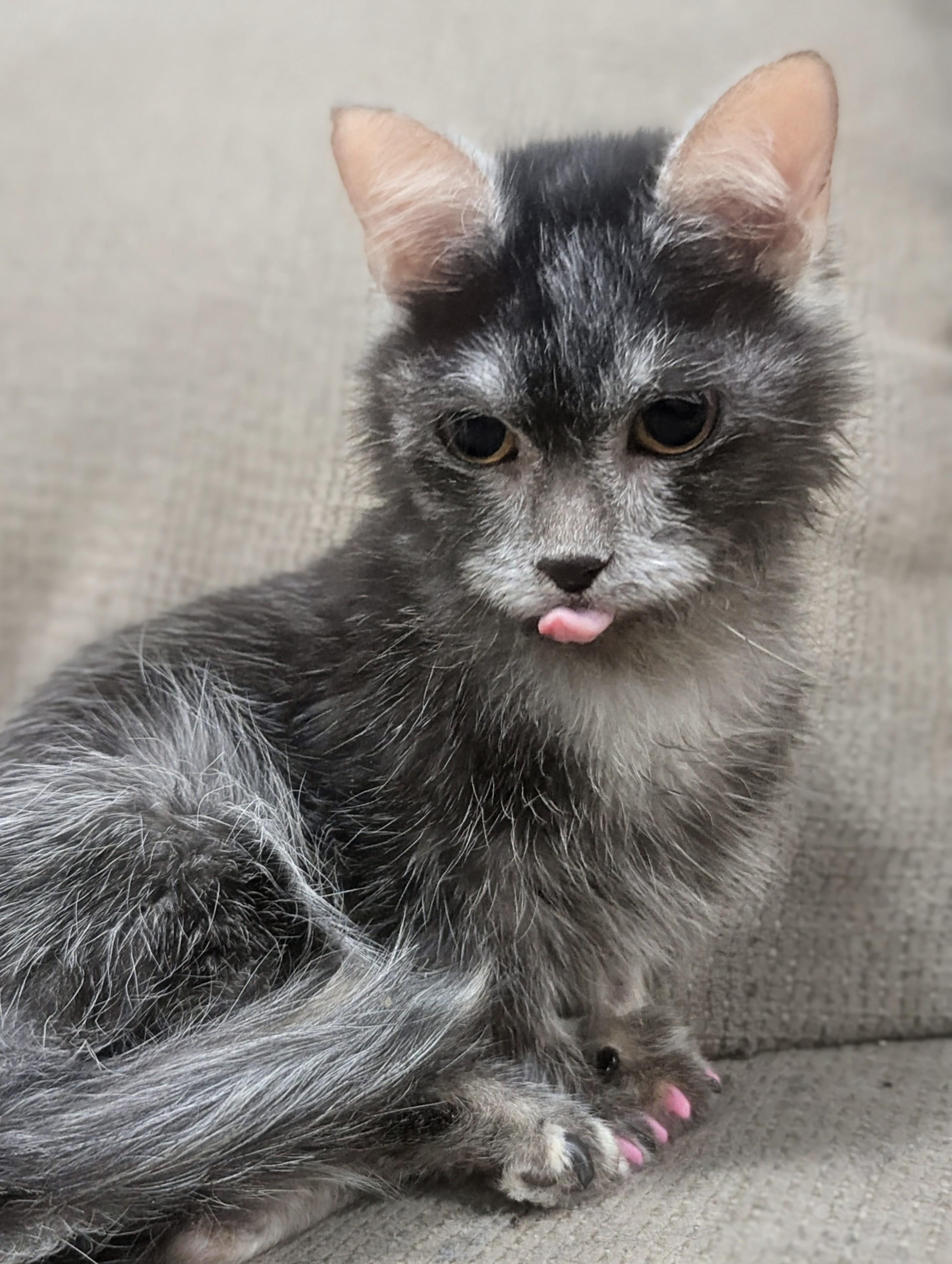 Blueberry , ADOPTABLE, Young Female Munchkin & Lykoi.