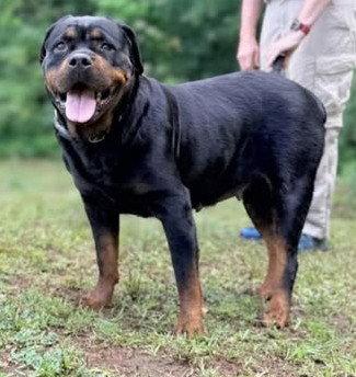 Eva - rottie, Adopted, Adult Female Rottweiler.