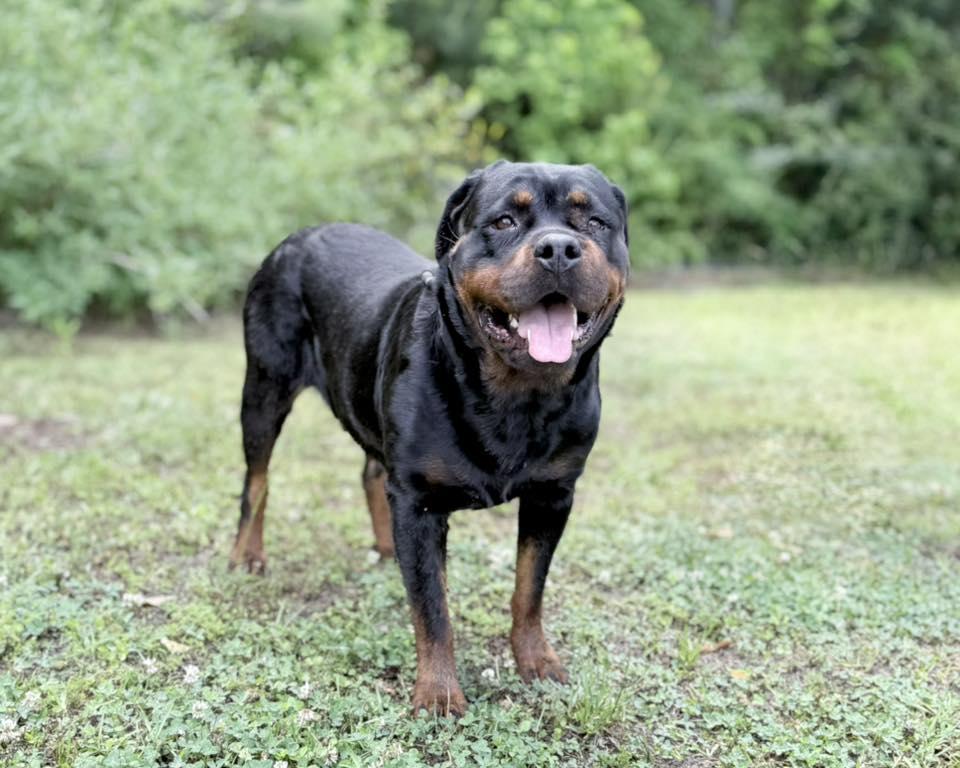 Enlarge Eva - rottie, a Adopted Rottweiler in Hillsboro, NH image 2/3