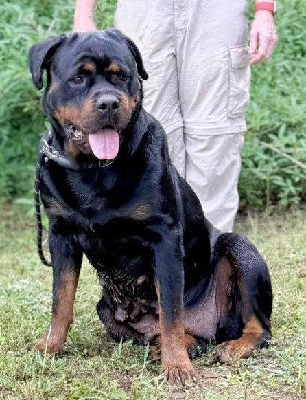 Enlarge Eva - rottie, a Adopted Rottweiler in Hillsboro, NH image 3/3