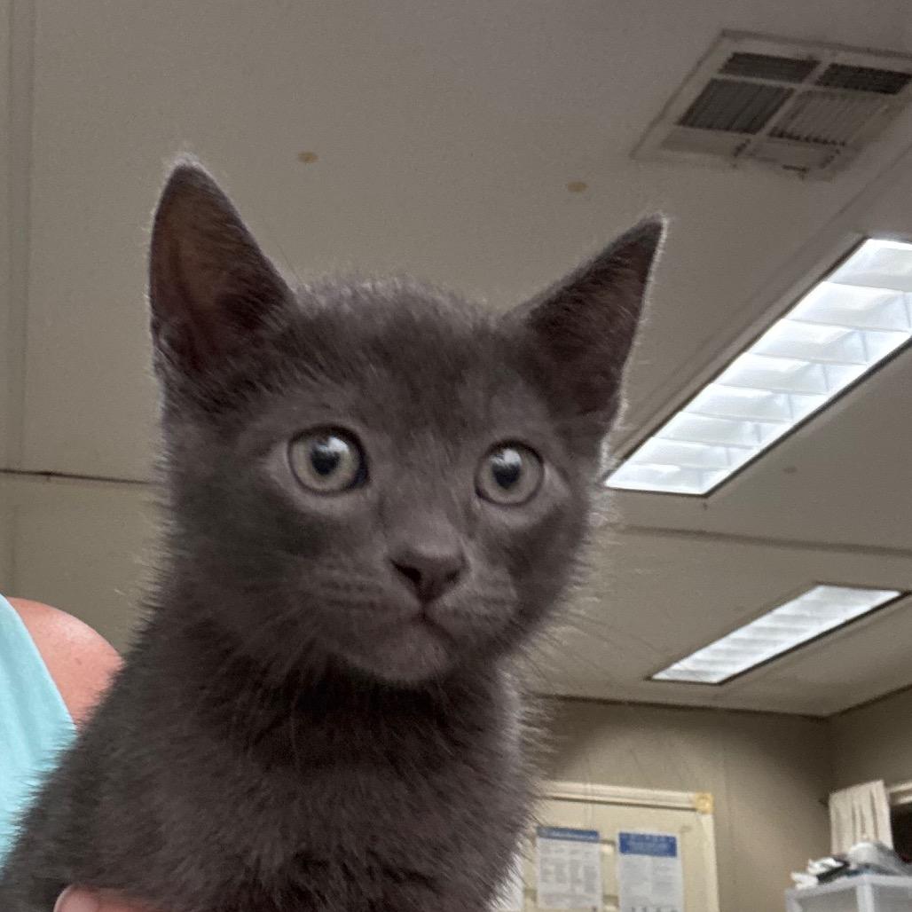 Enlarge Habanero, a Adoptable Domestic Short Hair in Fargo, ND image 1/2