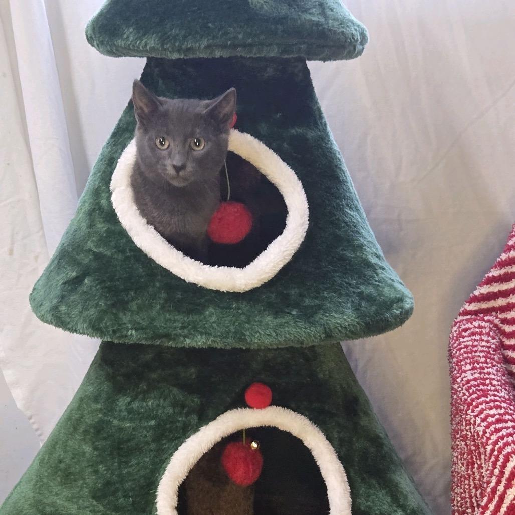 Enlarge Habanero, a Adoptable Domestic Short Hair in Fargo, ND image 2/2