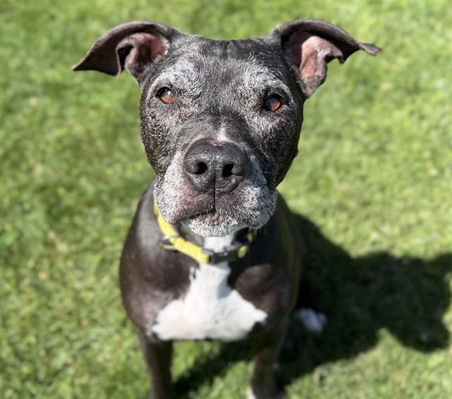 Enlarge EOS, a Adoptable Pit Bull Terrier in Auburn, CA image 1/1
