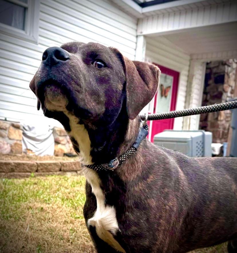 Enlarge Theo, a ADOPTABLE mixed breed in Powell, TN image 2/4