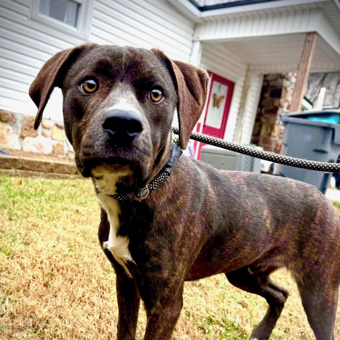 Theo, ADOPTABLE, Young Male American Bully & Plott Hound.
