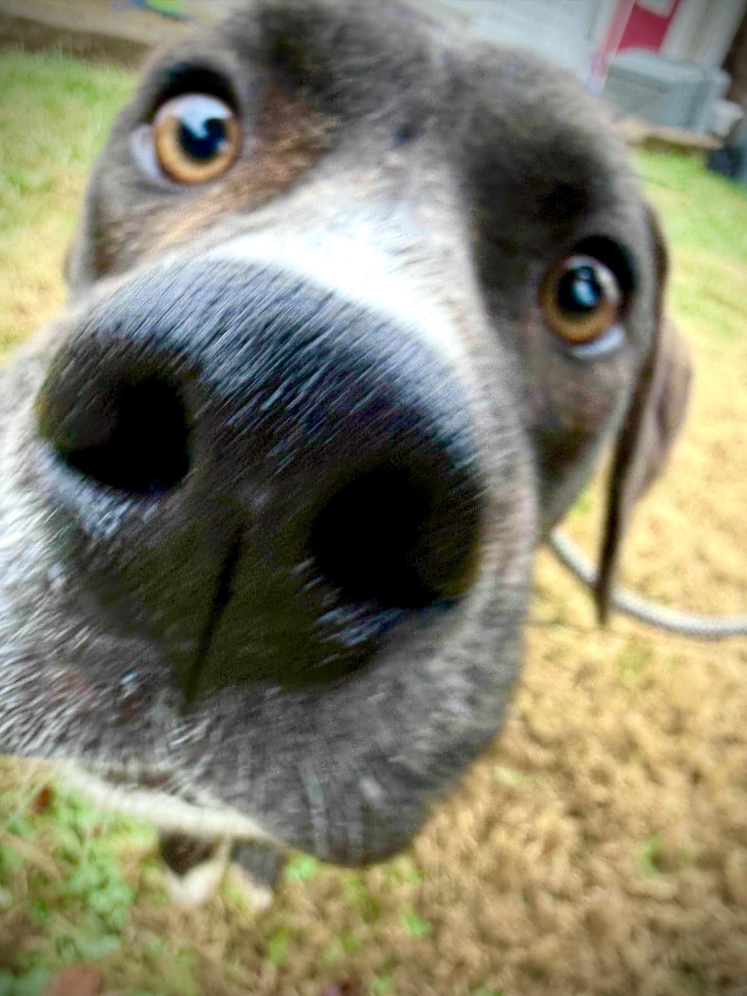 Enlarge Theo, a ADOPTABLE mixed breed in Powell, TN image 4/4