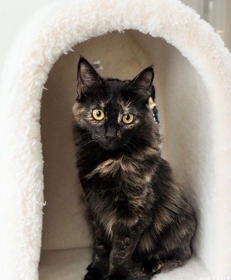 Enlarge Calypso, a Adoptable Domestic Medium Hair in Chandler, AZ image 1/2