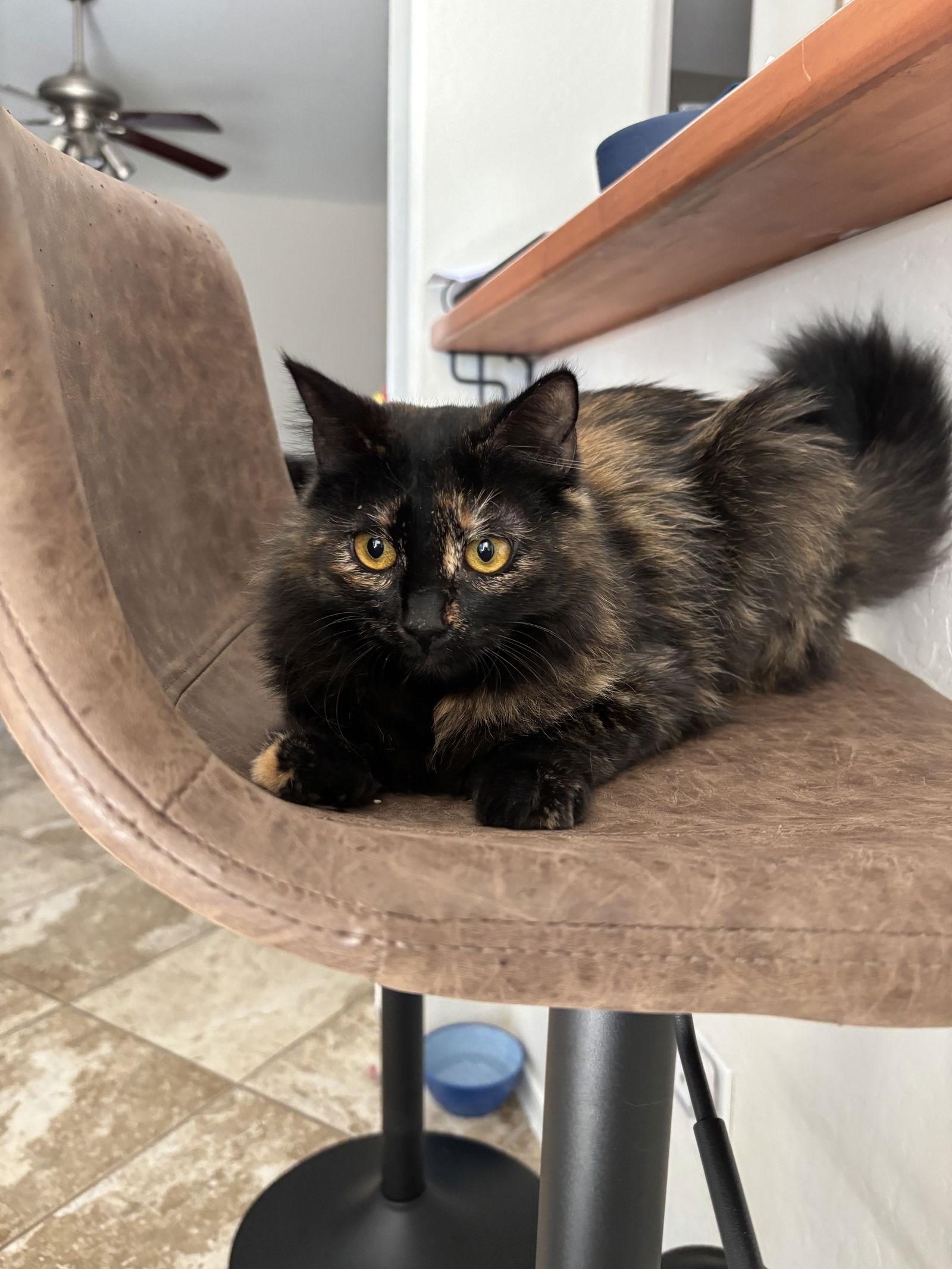Enlarge Calypso, a Adoptable Domestic Medium Hair in Chandler, AZ image 2/2