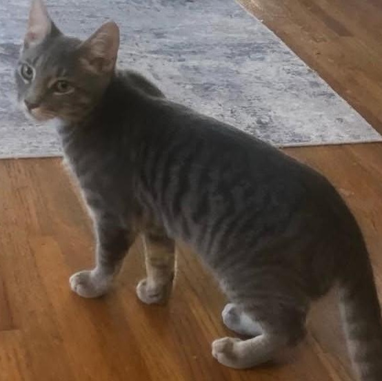 Enlarge Bentley, a Adoptable Tabby in Denver, NC image 4/4