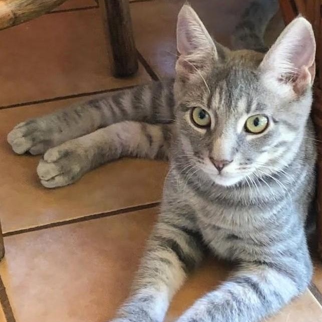 Enlarge Bentley, a Adoptable Tabby in Denver, NC image 2/4