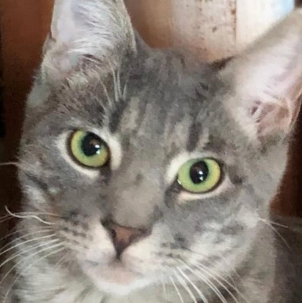 Enlarge Bentley, a Adoptable Tabby in Denver, NC image 1/4