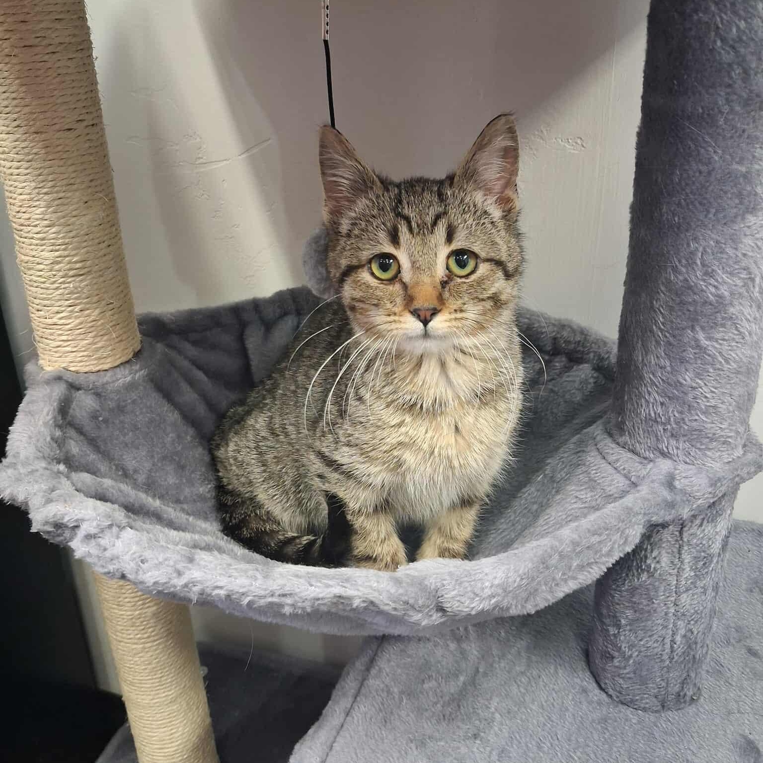 Four, ADOPTABLE, Young Male Domestic Short Hair.