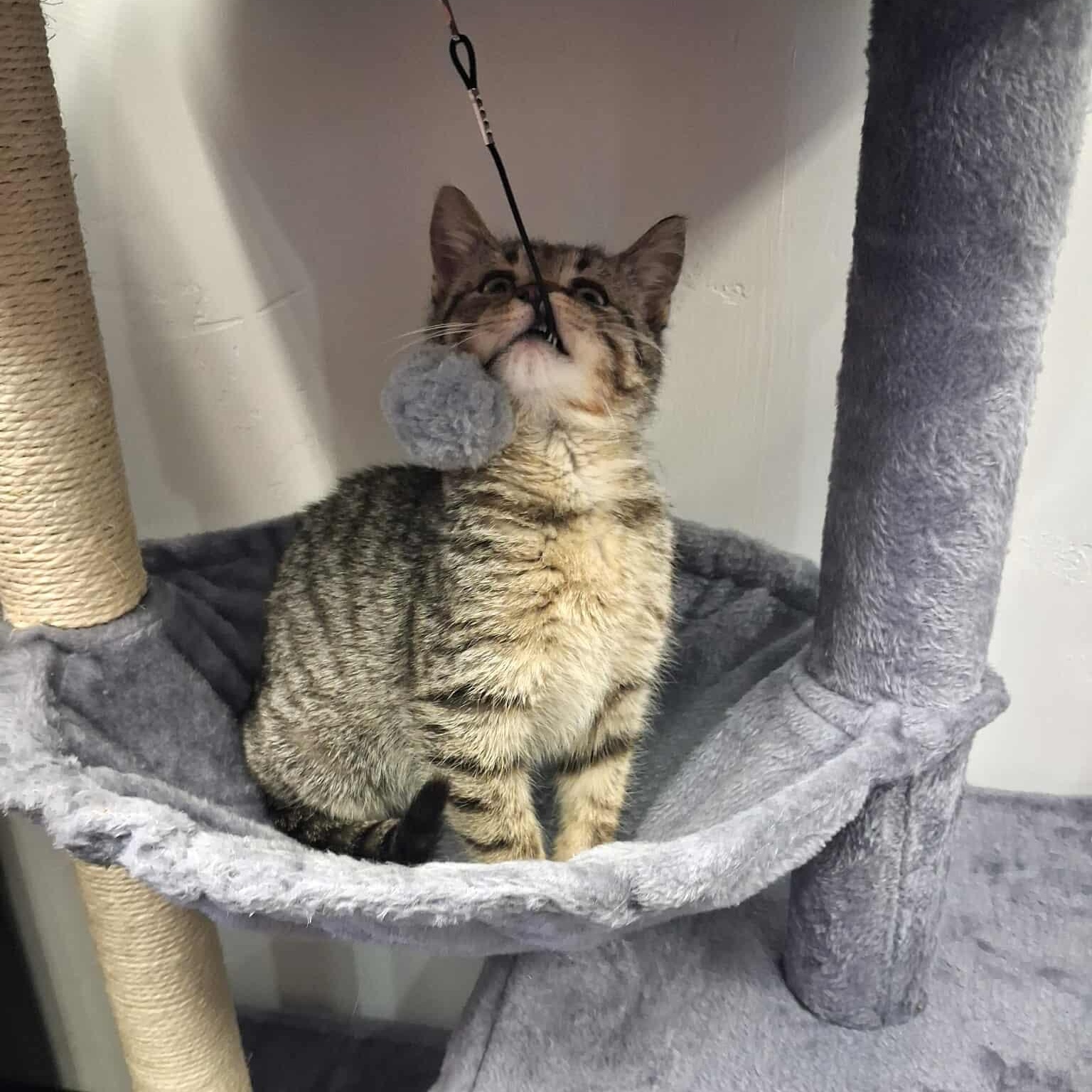 Four, a ADOPTABLE Domestic Short Hair in Roosevelt, UT image 2/4