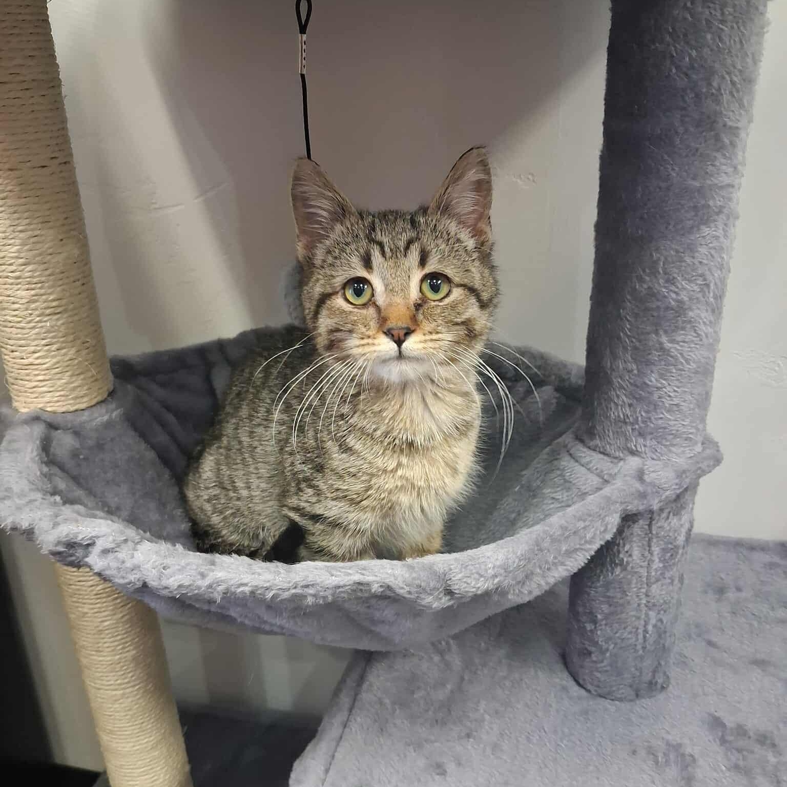 Four, a ADOPTABLE Domestic Short Hair in Roosevelt, UT image 3/4