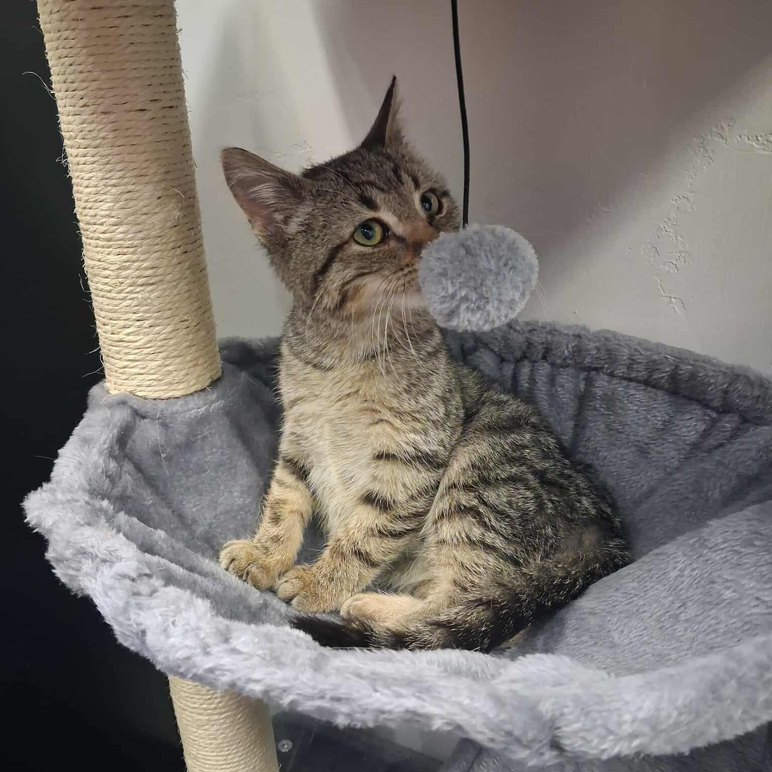 Four, a ADOPTABLE Domestic Short Hair in Roosevelt, UT image 4/4