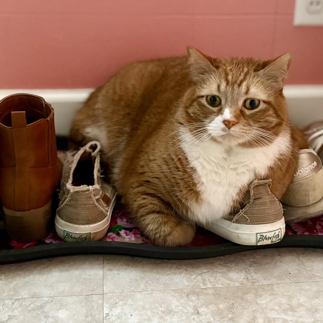 Chunk - Bonded with Cosmo!, Adoptable, Senior Male Domestic Short Hair.