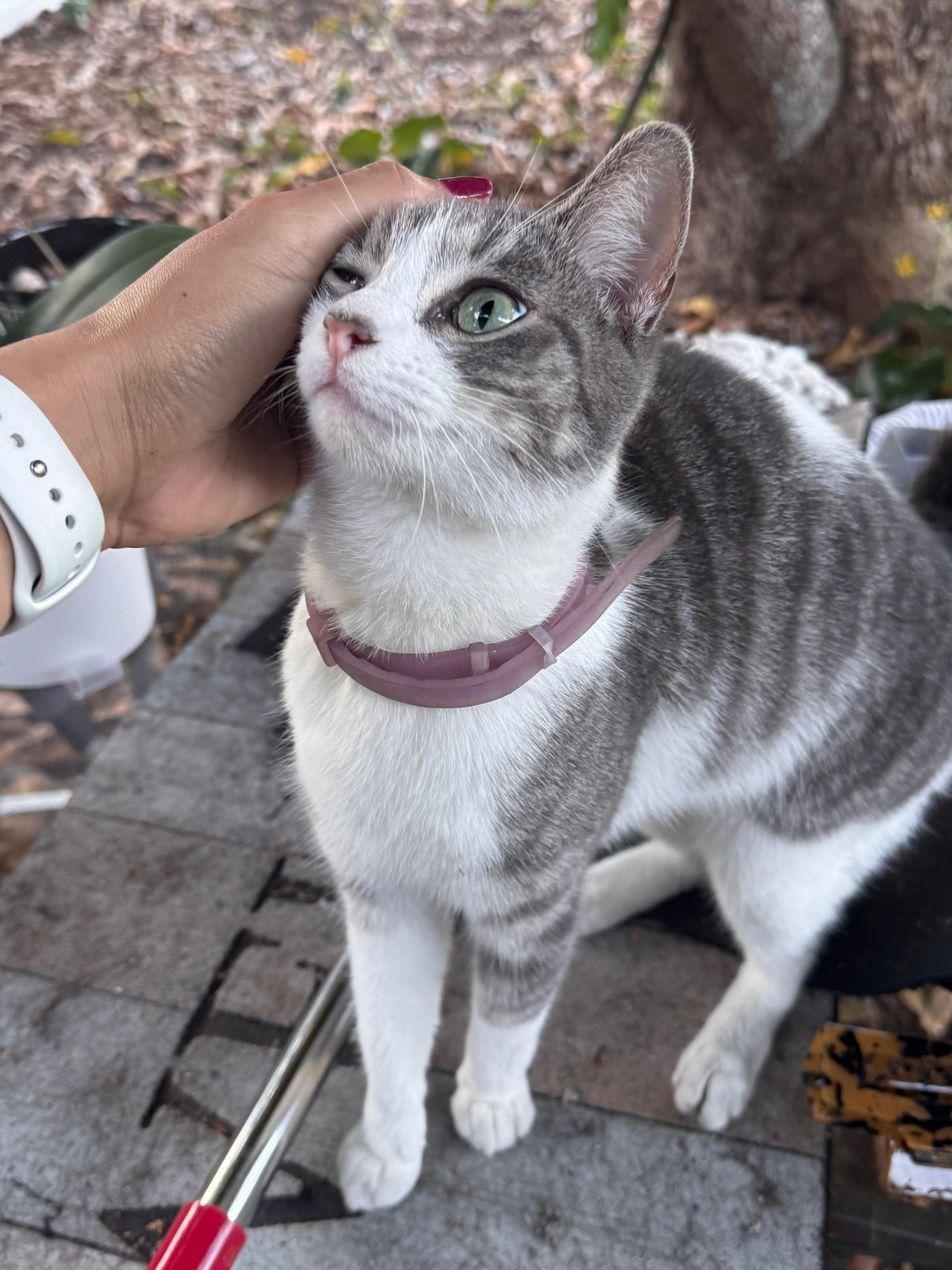 Enlarge Gloria, a ADOPTABLE Domestic Short Hair in Boston, MA image 2/4